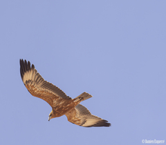 Hamirostra melanosternon