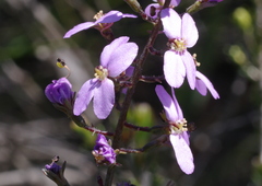 Stylidium maitlandianum