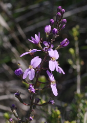 Stylidium maitlandianum