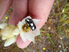 Mausoleopsis amabilis