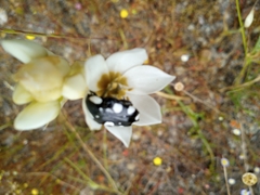 Mausoleopsis amabilis