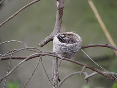 Rhipidura leucophrys