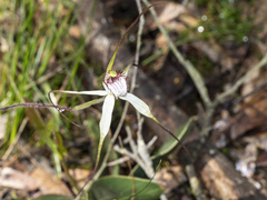 Caladenia venusta