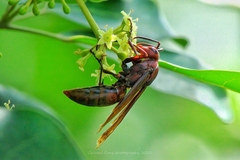 Polistes gigas