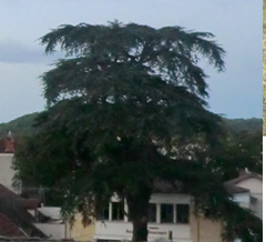 Cedrus libani