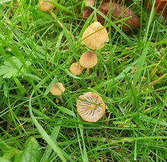 Mycena aurantiomarginata