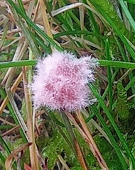 Laetisaria roseipellis