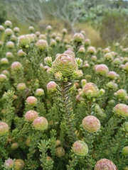 Leucadendron levisanus