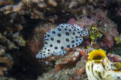 Chromileptes altivelis