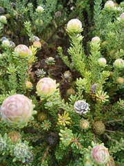 Leucadendron levisanus