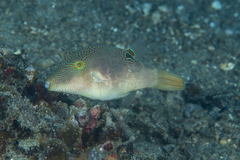 Canthigaster compressa