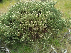 Leucadendron levisanus