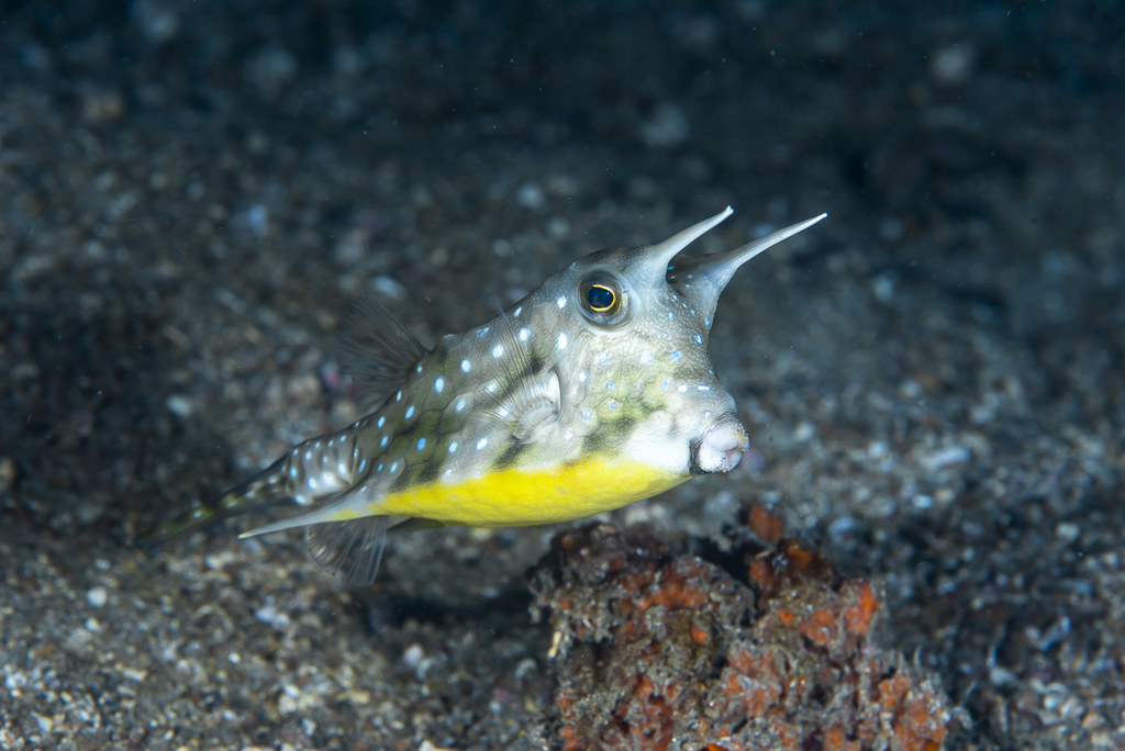 Longhorn Cowfish