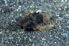 Eurypegasus draconis