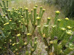 Leucadendron levisanus