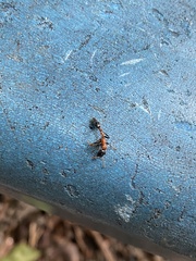 Tetraponera rufonigra