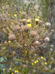 Leucadendron levisanus