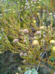 Leucadendron levisanus