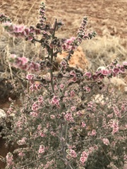 Salsoleae
