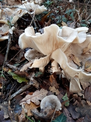 Clitocybe nebularis