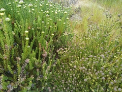 Leucadendron levisanus