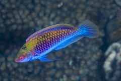 Cirrhilabrus aquamarinus