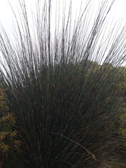 Thamnochortus spicigerus