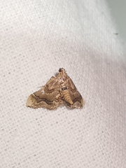 Scenedra decoratalis