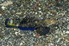 Dactylopus kuiteri