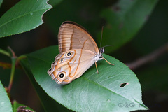 Lethe syrcis
