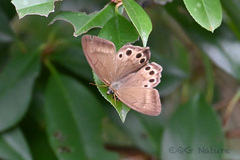 Lethe syrcis