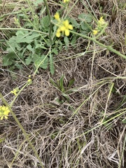 Apis mellifera scutellata