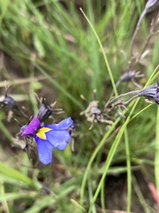 Monopsis decipiens