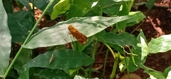 Oriens goloides