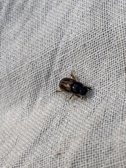 Melinopterus prodromus