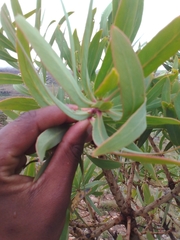 Protea caffra caffra