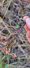 Trichordestra legitima