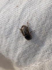 Melinopterus prodromus