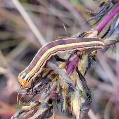 Trichordestra legitima
