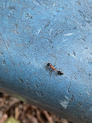 Tetraponera rufonigra