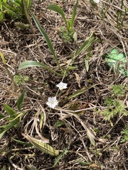 Convolvulus sagittatus