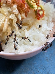 Tetraponera rufonigra