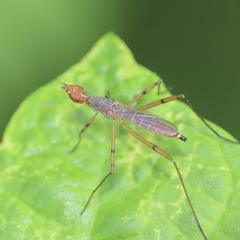 Micropezidae