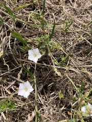 Convolvulus sagittatus