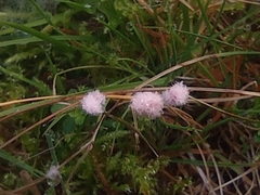 Laetisaria roseipellis