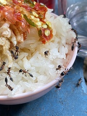 Tetraponera rufonigra