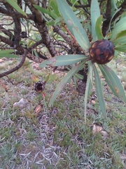 Protea caffra caffra