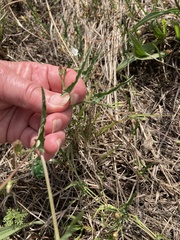 Convolvulus sagittatus
