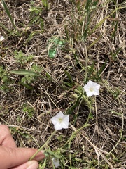 Convolvulus sagittatus