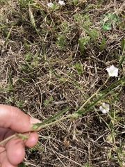 Convolvulus sagittatus